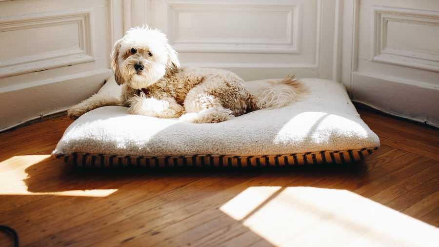 How to properly clean and maintain your pets living area