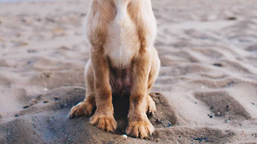 How to recognize and treat pet urinary tract infections