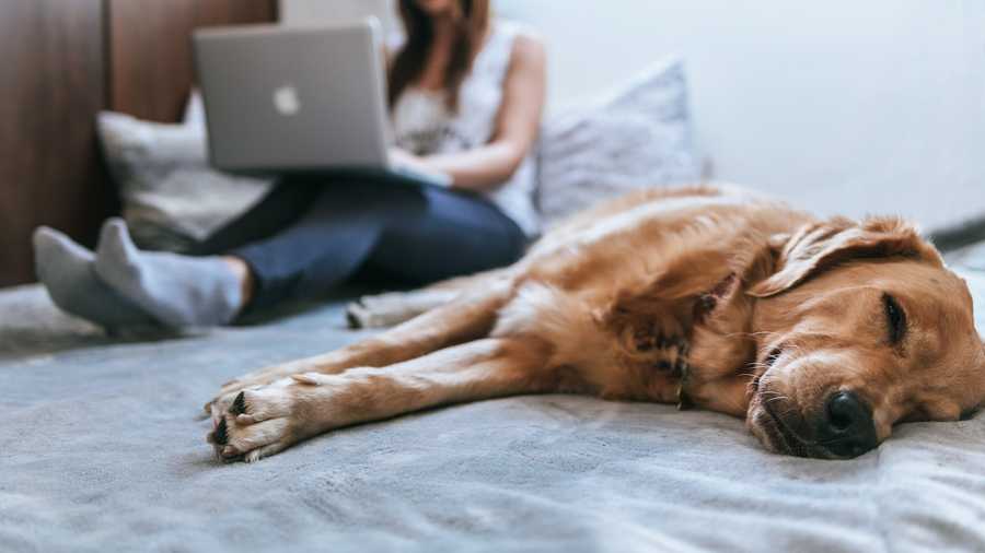 The benefits of a pet-sitting or dog-walking service for your own mental health