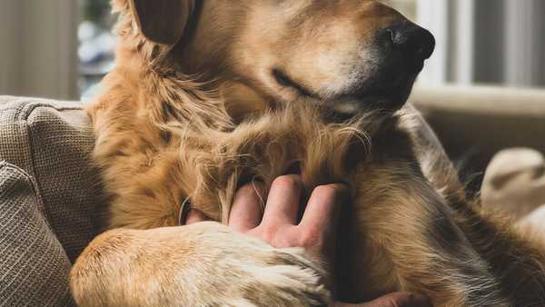 The benefits of microchipping your pet