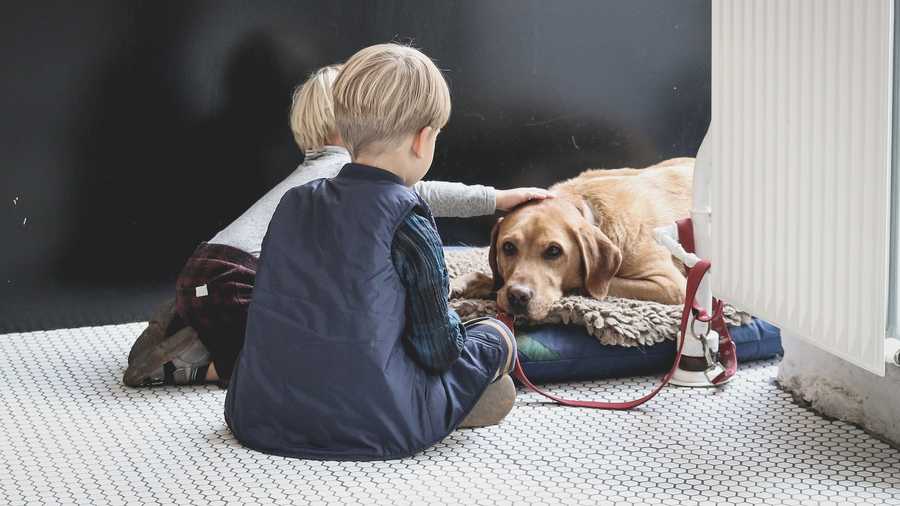 How to prevent and treat common behavior problems in pets