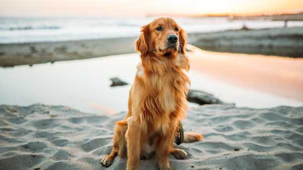 The benefits of a pet-sitting or dog-walking service for your pets physical health