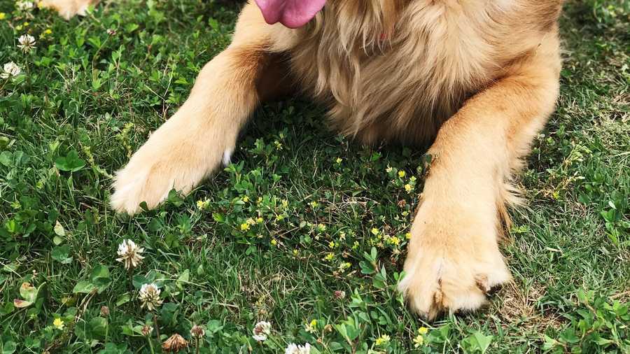 How to recognize and treat pet diarrhea