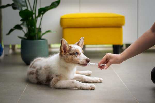 How to Choose a Veterinarian Thats Right for Your Pet
