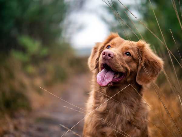 The Ultimate Guide to Pet Care - Keeping Your Furry Friend Happy and Healthy
