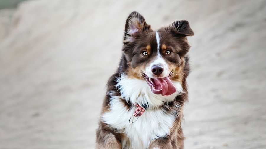 The benefits of enrolling your pet in obedience training classes