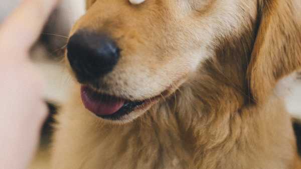 The best ways to prevent and treat common pet bladder infections