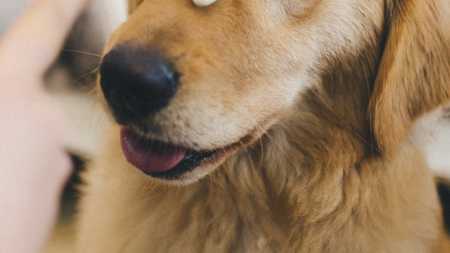 The best ways to prevent and treat common pet bladder infections / Book