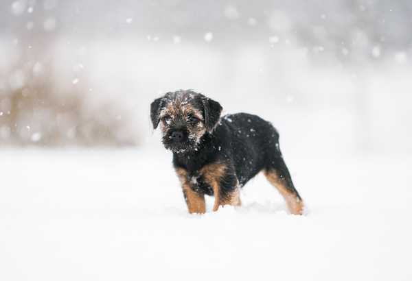 Winter weather safety for dogs - How to keep your furry friend warm and comfortable