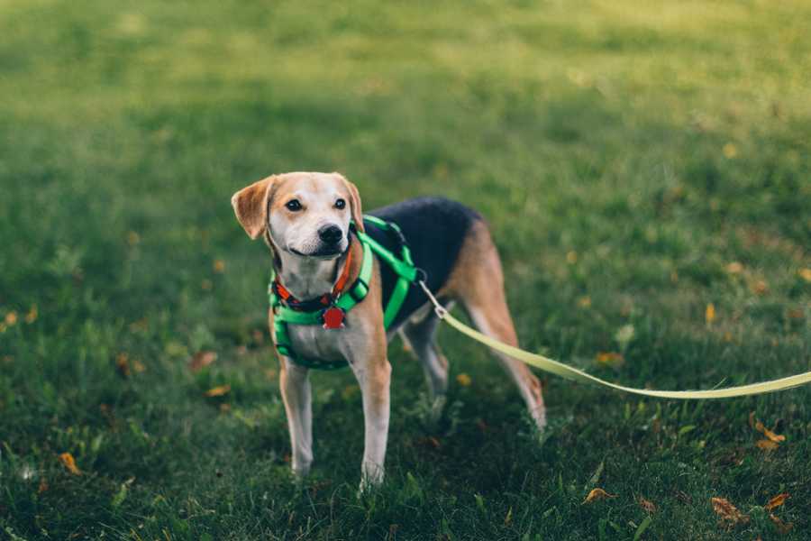 How to Keep Your Pet Safe While Walking with Other Pets