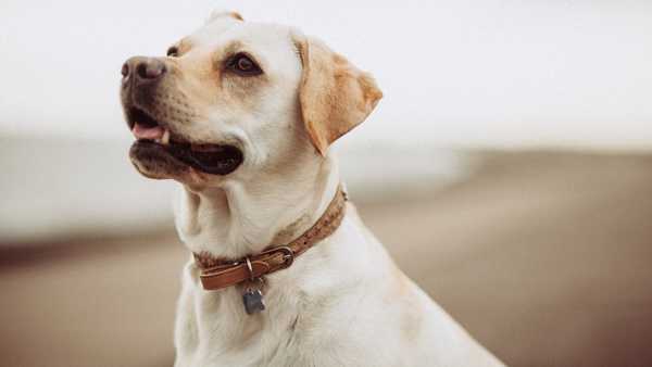 How to recognize and prevent common pet allergies