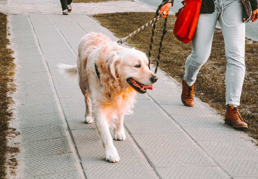The Benefits of Walking your Pet