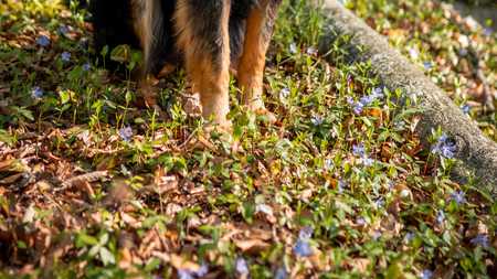 The best ways to keep your pet entertained when you're not home / Book
