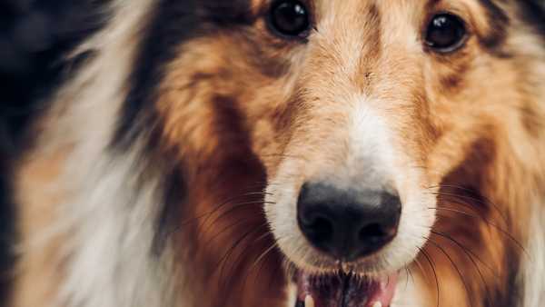 How to recognize and treat pet kidney disease