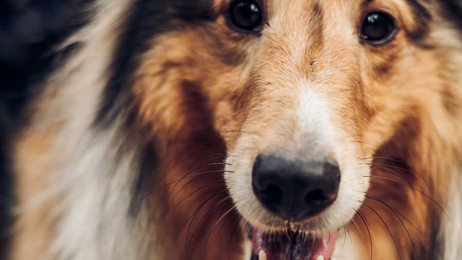 How to recognize and treat pet kidney disease