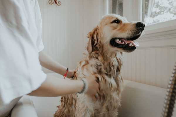 Why Grooming your pet regularly is important